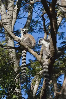 Lemur Prints: DDE-90021132