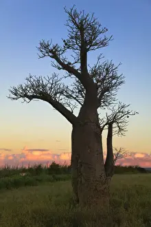 Baobab Prints: DDE-90021133
