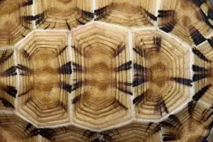 Tortoise Prints: DDE-90021139