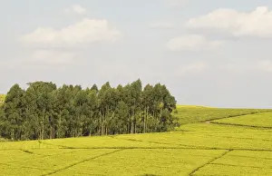 Bushes Prints: DDE-90021140