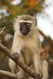 Vervet Prints: DDE-90021141