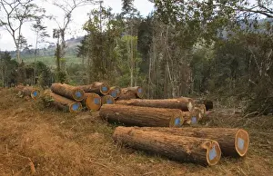 Timber Prints: DDE-90021143