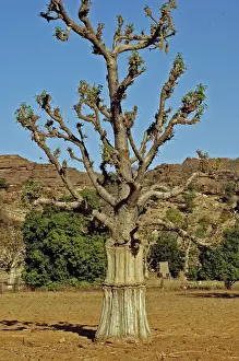 Baobab Prints: DDE-90021166