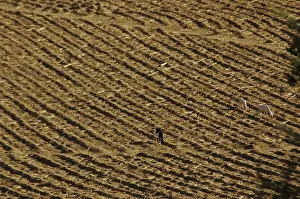 Lands Prints: DDE-90021167
