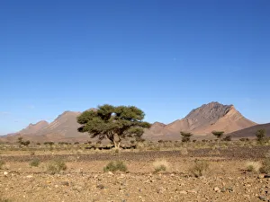 Morocco Collection: DDE-90021220