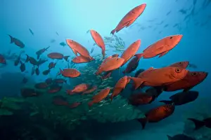 Bigeye Prints: DDE-90021245