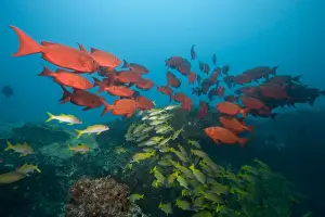 Bigeye Prints: DDE-90021246
