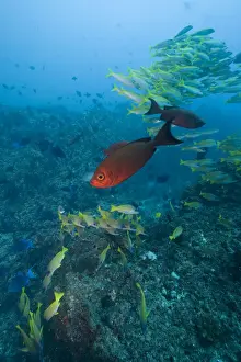 Bigeye Prints: DDE-90021247