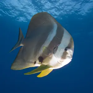 Batfish Prints: DDE-90021248