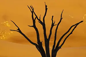 Oryx Prints: DDE-90021266