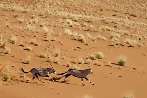 Oryx Prints: DDE-90021267