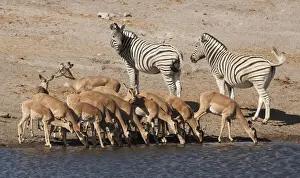 Quagga Prints: DDE-90021273