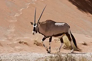 Oryx Prints: DDE-90021281