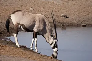 Oryx Prints: DDE-90021286