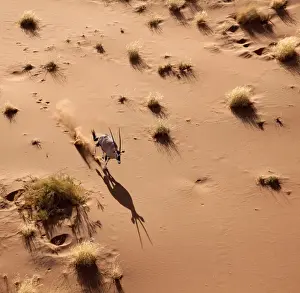 Oryx Prints: DDE-90021302
