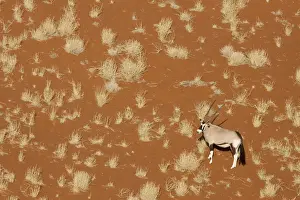 Oryx Prints: DDE-90021312