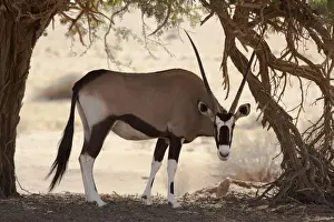 Oryx Prints: DDE-90021314