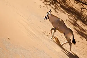 Oryx Prints: DDE-90021321