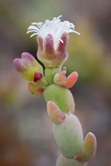 Succulent Prints: DDE-90021324