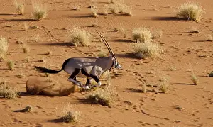 Oryx Prints: DDE-90021331