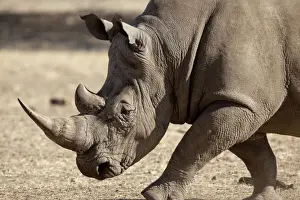 Rhino Prints: DDE-90021334