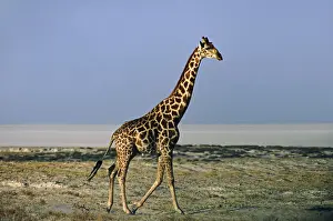 Camelopardalis Prints: DDE-90021346