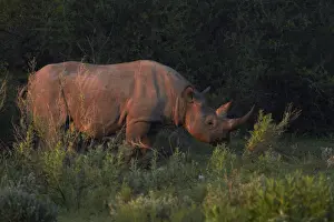 Rhino Prints: DDE-90021353