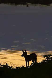 Canis Prints: DDE-90021354