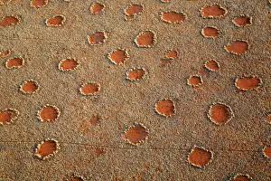 Fairy Prints: DDE-90021413