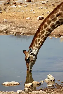 Etosha Prints: DDE-90021428