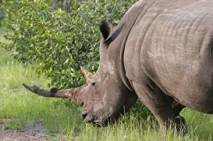 Rhino Prints: DDE-90021435