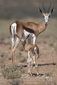 Etosha Prints: DDE-90021462