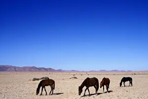 Caballus Prints: DDE-90021474