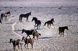 Caballus Prints: DDE-90021475