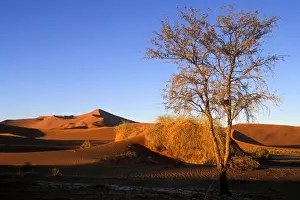 Windswept Prints: DDE-90021483
