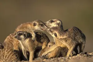 Meerkats Prints: DDE-90021502
