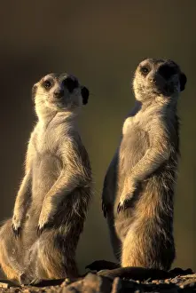 Meerkats Prints: DDE-90021503