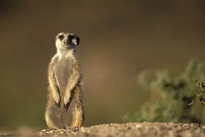 Keetmanshoop Prints: DDE-90021505