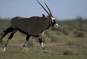 Oryx Prints: DDE-90021506