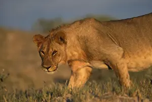Etosha Prints: DDE-90021514