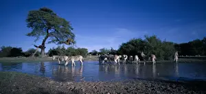 Thirsty Prints: DDE-90021529