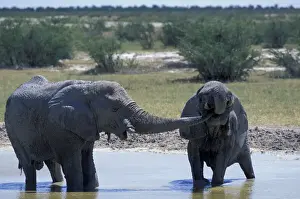 Etosha Prints: DDE-90021537