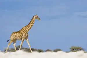 Etosha Prints: DDE-90021554