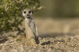 Keetmanshoop Prints: DDE-90021577