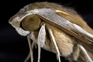 Moth Collection: DDE-90021594