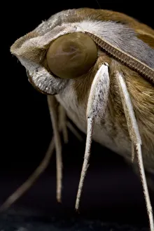 Moth Collection: DDE-90021595