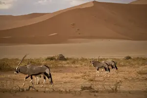 Oryx Prints: DDE-90021596