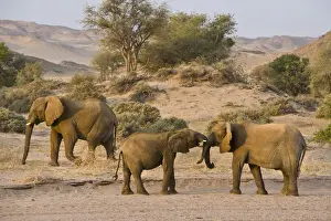 Damaraland Prints: DDE-90021615
