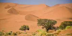 Namib Prints: DDE-90021618