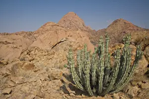Cacti Prints: DDE-90021622